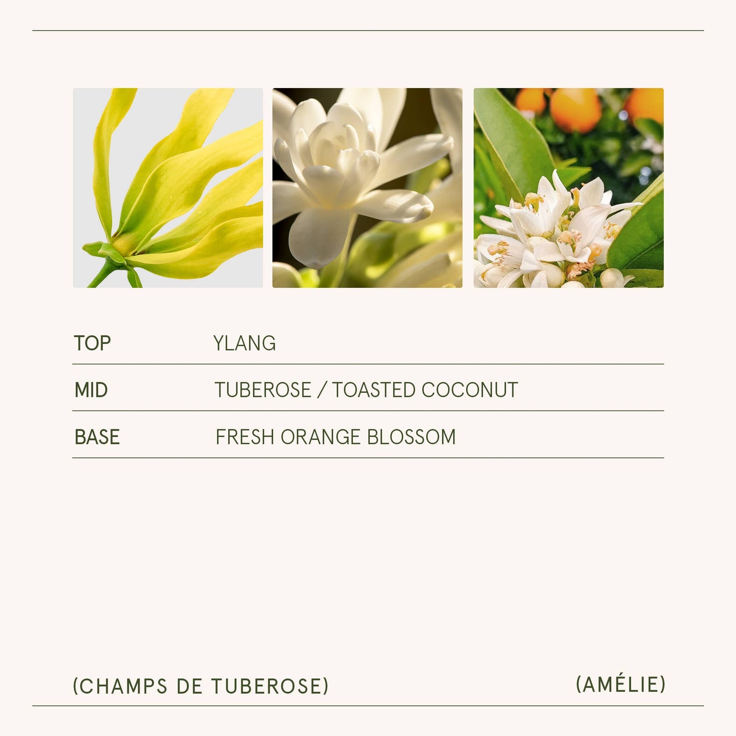Scented Candle - Champs de Tuberose - 7oz | La Jolie Muse